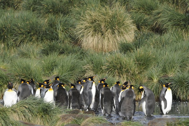 Königspinguine auf Macquarie Island