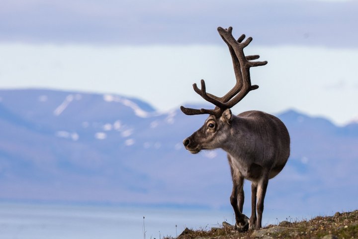 Rentier auf Spitzbergen Rentier auf Spitzbergen